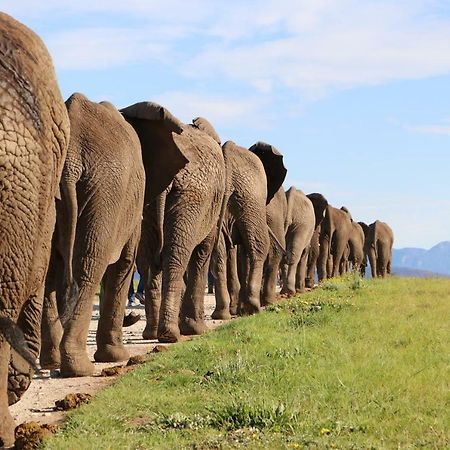 Knysna Elephant Park Lodge 普勒滕贝格湾 外观 照片