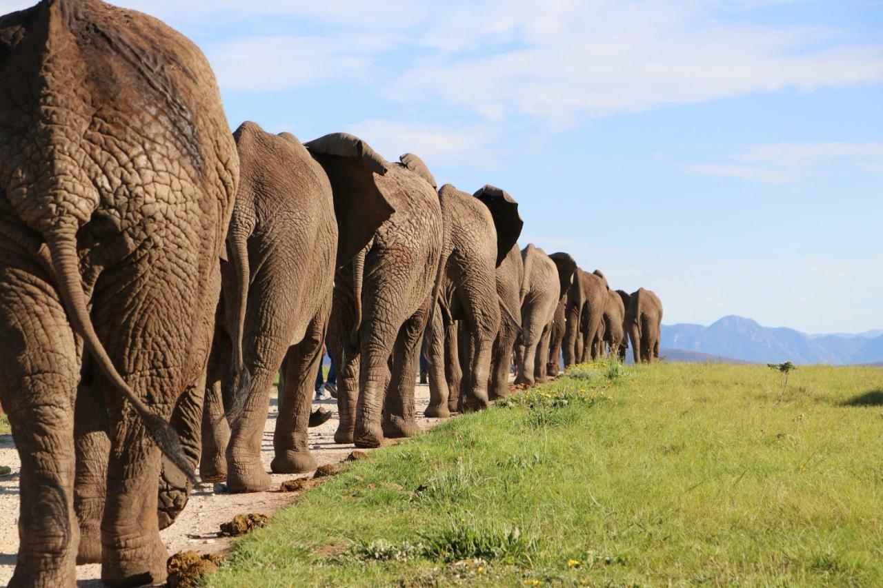 Knysna Elephant Park Lodge 普勒滕贝格湾 外观 照片